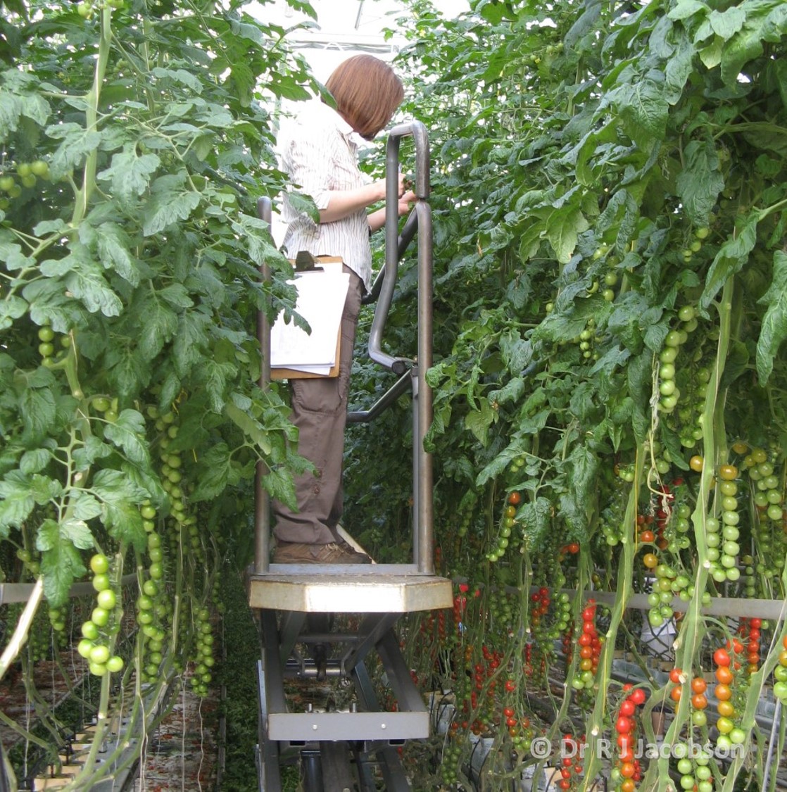 Crop monitoring. Copyright Dr R J Jacobson (RJC Ltd).